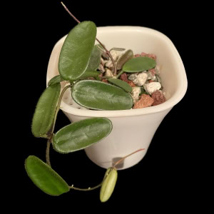 Hoya spectatissima succulent with green leaves in a white pot, ideal for indoor plant enthusiasts.