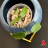 Hoya plant cutting in a small pot with soil, close-up view.