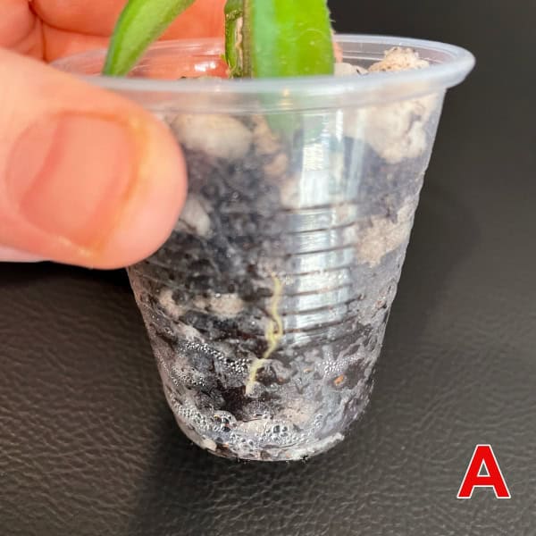 Healthy Hoya plant cutting in a clear plastic cup with soil and roots visible.