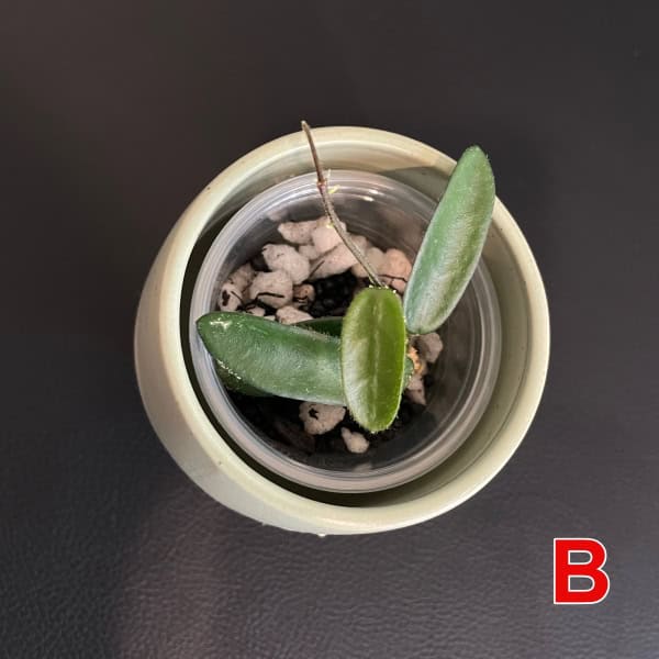 Young Hoya plant cutting in small pot with soil and perlite.