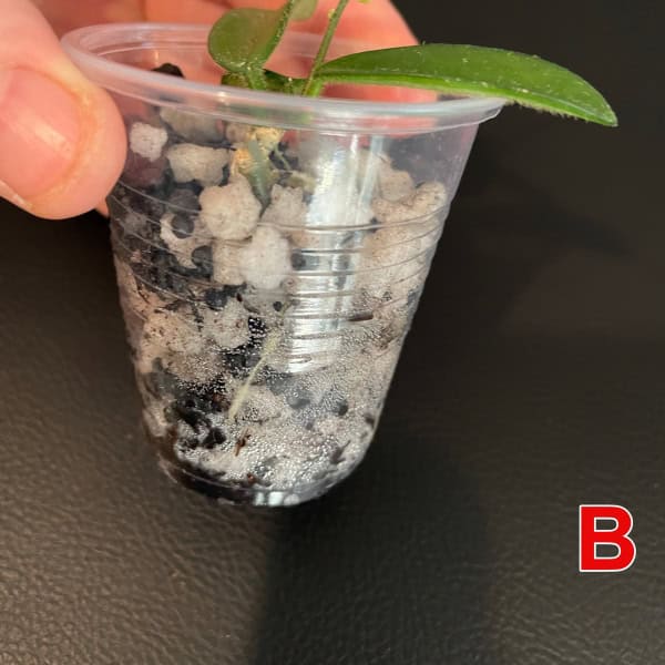 Young Hoya plant cutting in small plastic pot with soil and roots.