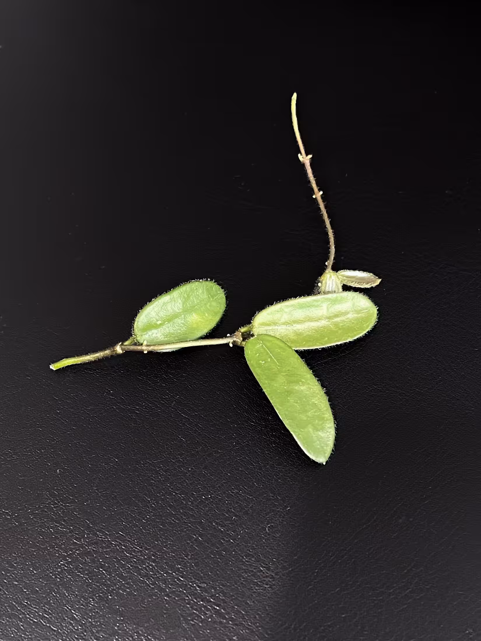 Hoya spectatissima leaf cutting, a popular Hoya plant variety, on black background.