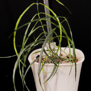 Hoya stenophylla, a unique Hoya plant with elongated leaves, in a white pot.
