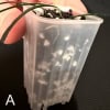 Hoya stenophylla cutting in clear propagation pot with soil and roots.