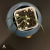 Hoya stenophylla young plant in small pot with soil and white stones.