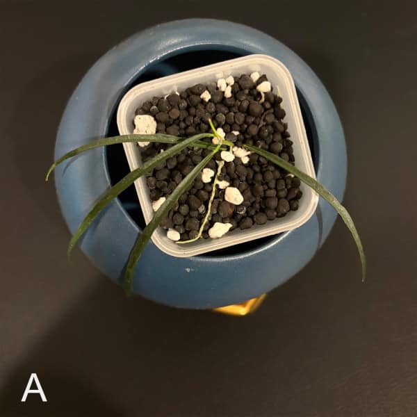 Hoya stenophylla young plant in small pot with soil and white stones.
