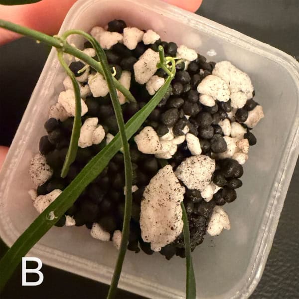 Hoya stenophylla cutting with roots in soil for propagation.