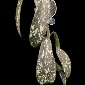 Hoya sungwookii plant with variegated leaves, popular among Hoya plant enthusiasts.