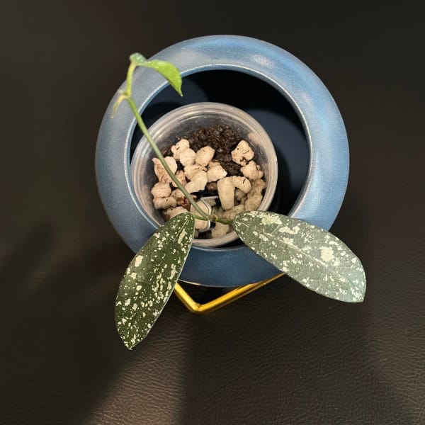 Hoya plant in a decorative pot, showcasing lush foliage and healthy growth.