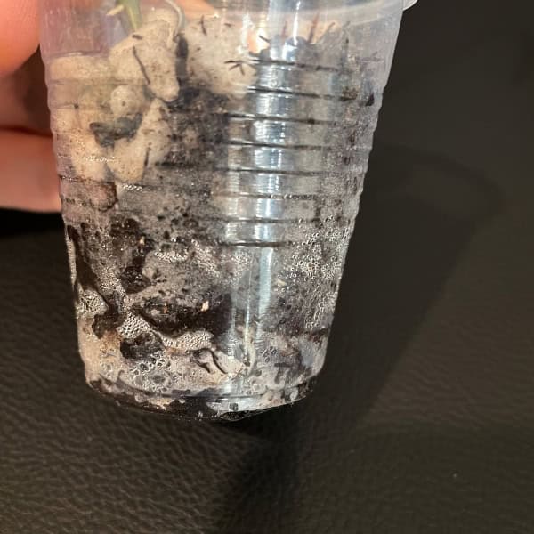 Hoya plant cutting in a clear plastic cup with soil, ready for propagation.