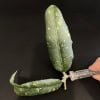 Hoya plant leaf with variegation and speckled pattern.