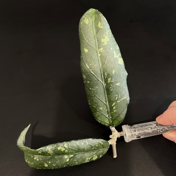 Hoya plant leaf with variegation and speckled pattern.