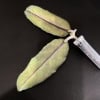Hoya sp. Takengon leaf cutting with stem and syringe for propagation.