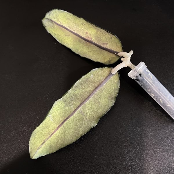 Hoya sp. Takengon leaf cutting with stem and syringe for propagation.