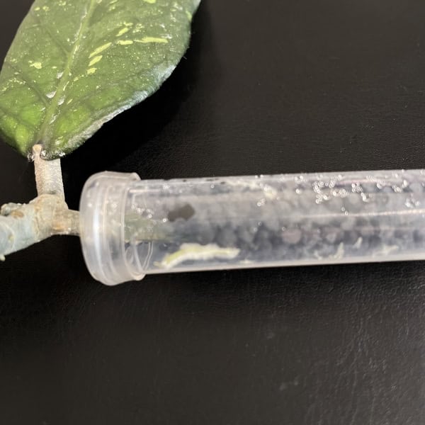 Hoya plant cutting in test tube for propagation.