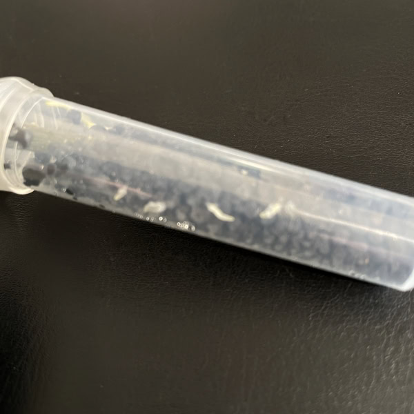 Close-up of Hoya sp. Takengon cutting in a plastic tube.