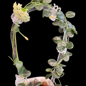Hoya tengchongensis, a beautiful Hoya plant, displayed in a decorative pot with lush green leaves.