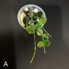 Hoya tengchongensis cutting with green leaves in a small pot.