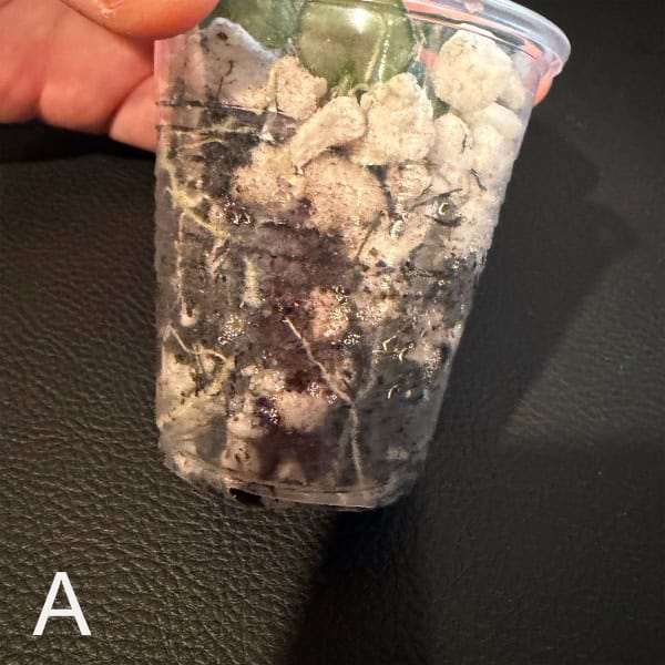 Hoya tengchongensis cutting in plastic cup with soil and roots.