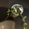 Hoya tengchongensis cutting with green leaves in small pot.