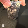 Hoya tengchongensis cutting in a plastic cup with soil and roots.
