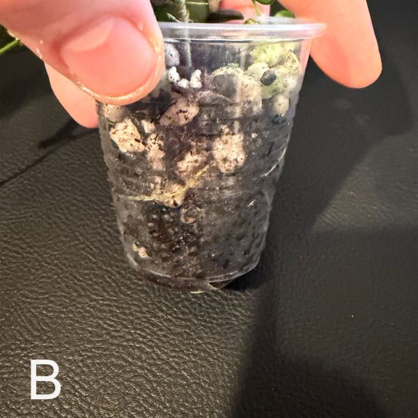 Hoya tengchongensis cutting in a plastic cup with soil and roots.