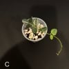Hoya tengchongensis cutting in small pot with soil and perlite.