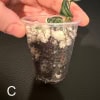 Hoya tengchongensis cutting in clear plastic cup with soil and roots.