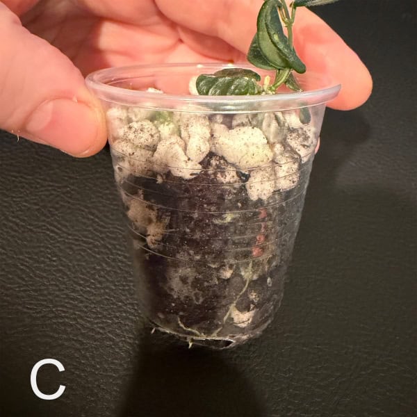 Hoya tengchongensis cutting in clear plastic cup with soil and roots.