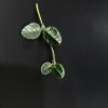 Hoya tengchongensis plant leaf, showcasing glossy green foliage, ideal for Hoya plant enthusiasts.