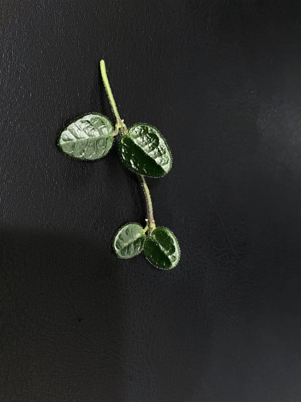 Hoya tengchongensis plant leaf, showcasing glossy green foliage, ideal for Hoya plant enthusiasts.