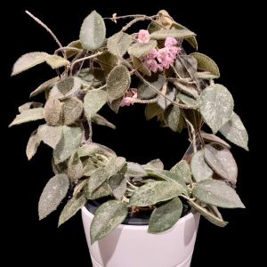 Hoya thomsonii with fuzzy leaves and pink flowers in a white pot.
