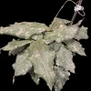 Hoya undulata with variegated leaves, popular among Hoya plant enthusiasts.