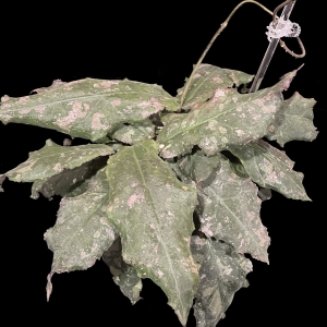 Hoya undulata with variegated leaves, popular among Hoya plant enthusiasts.