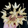 Hoya undulata flower cluster with cream-colored, star-shaped blooms.