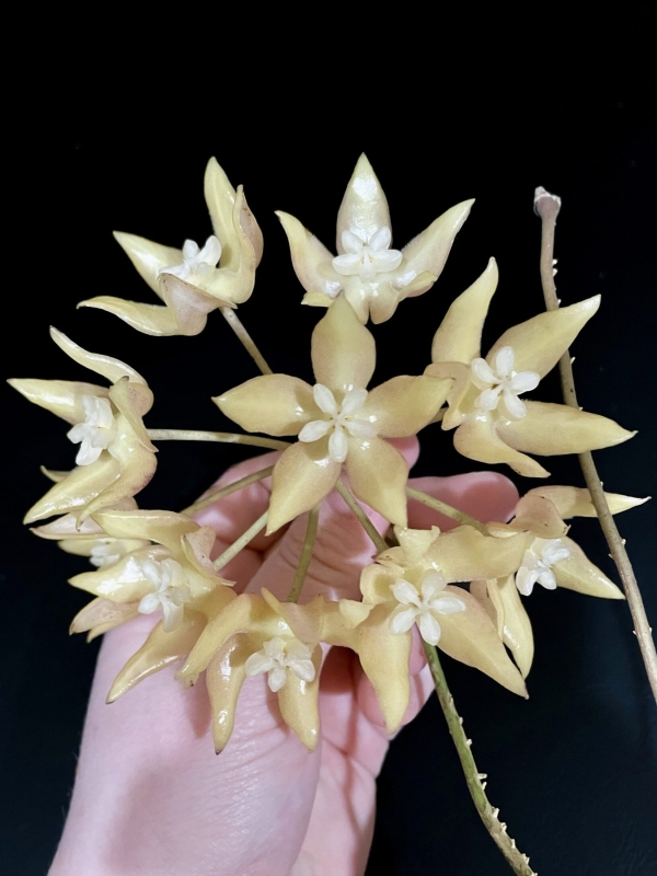 Hoya undulata flower cluster with cream-colored, star-shaped blooms.
