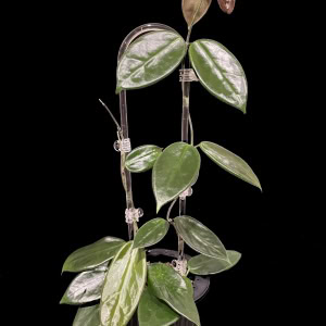 Healthy Hoya vangviengiensis with variegated leaves, popular among Hoya plant enthusiasts.