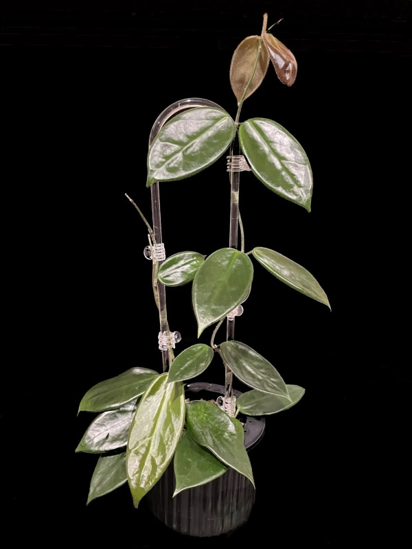 Healthy Hoya vangviengiensis with variegated leaves, popular among Hoya plant enthusiasts.