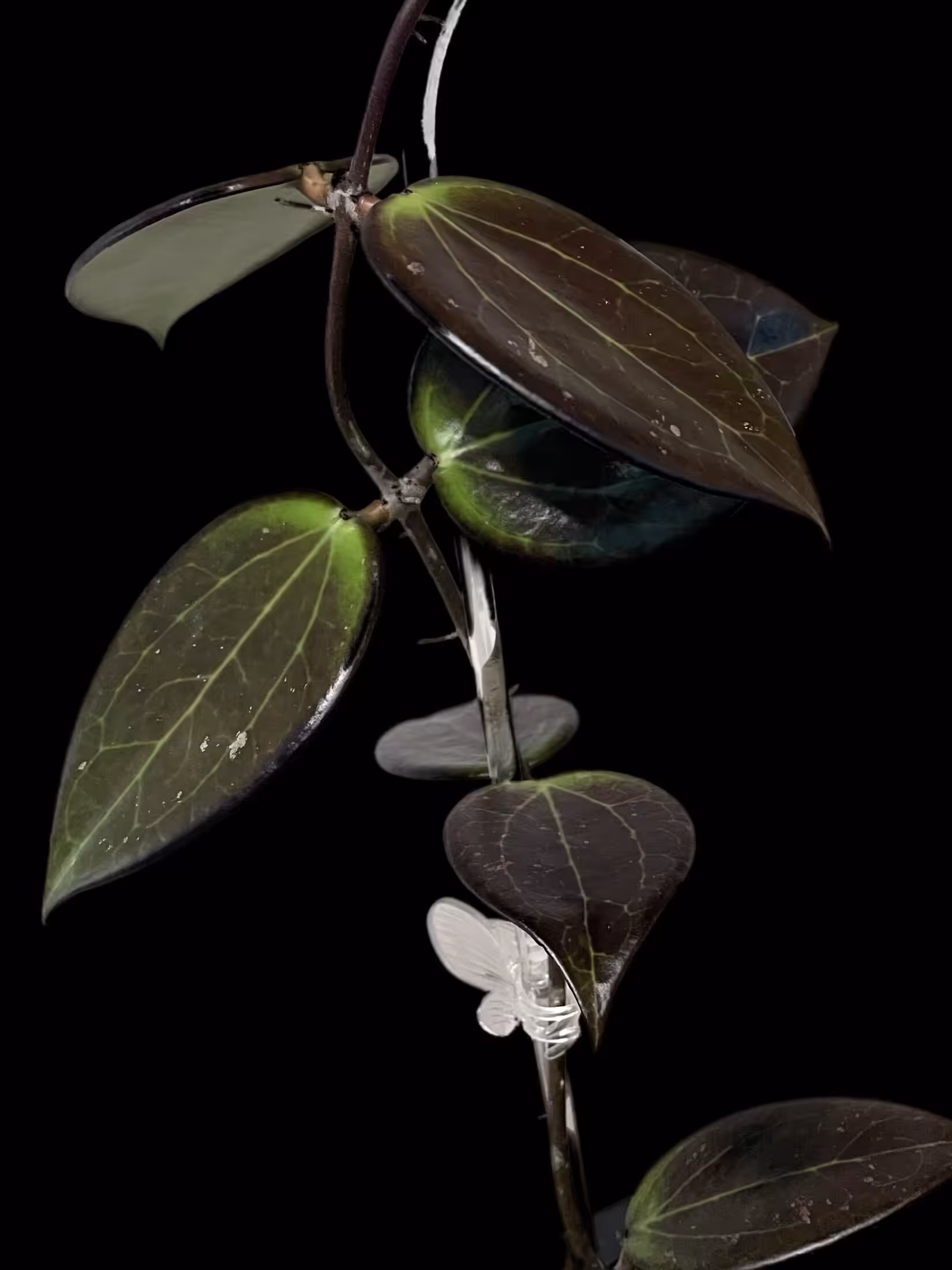 Hoya verticillata ‘Chiang Rai’ with dark green leaves and a white flower.