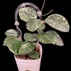 Hoya verticillata splash plant in decorative pot, showcasing variegated foliage.