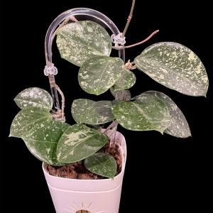 Hoya verticillata splash plant in decorative pot, showcasing variegated foliage.