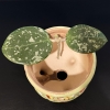 Hoya verticillata splash plant with variegated leaves in a ceramic pot.