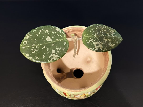 Hoya verticillata splash plant with variegated leaves in a ceramic pot.