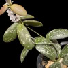 Hoya plant with variegated leaves and new growth.