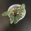 Hoya sp. VL9