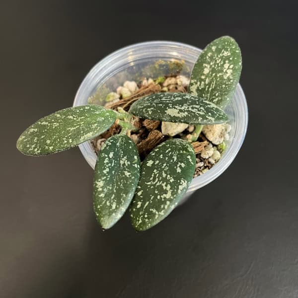 Hoya sp. VL9