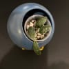 vl9-a-1 Hoya plant in decorative pot with variegated leaves, indoor plant care.