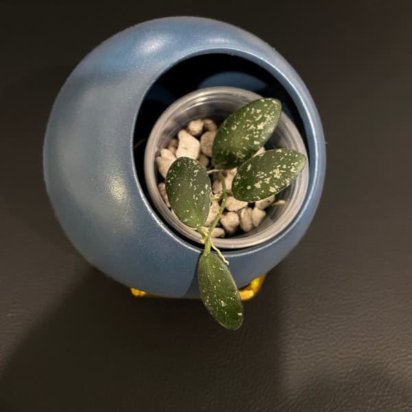 vl9-a-1 Hoya plant in decorative pot with variegated leaves, indoor plant care.