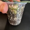 Hoya sp. VL9