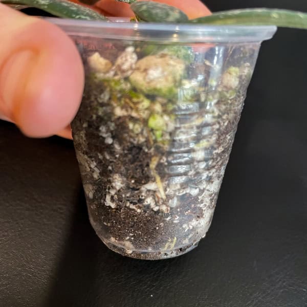 Hoya sp. VL9